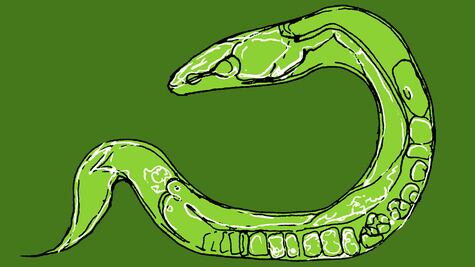 El gusano transparente que revela cómo nuestros cuerpos funcionan... y fallan