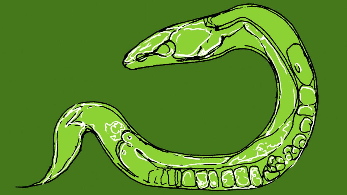 Desde el descubrimiento de la estructura del ADN, ha estado en el centro de todo tipo de descubrimientos extraordinarios sobre cómo funcionan y fallan nuestros cuerpos. Foto: Science Photo Library