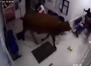 Vaca en fuga: Captan en video cómo ingresa a sala de urgencias en hospital de Colombia