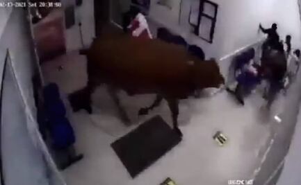 Vaca en fuga: Captan en video cómo ingresa a sala de urgencias en hospital de Colombia