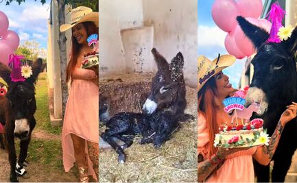 Elena Larrea: Captan en video nacimiento de burrito en Cuacolandia tras muerte de fundadora