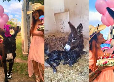 Elena Larrea: Captan en video nacimiento de burrito en Cuacolandia tras muerte de fundadora