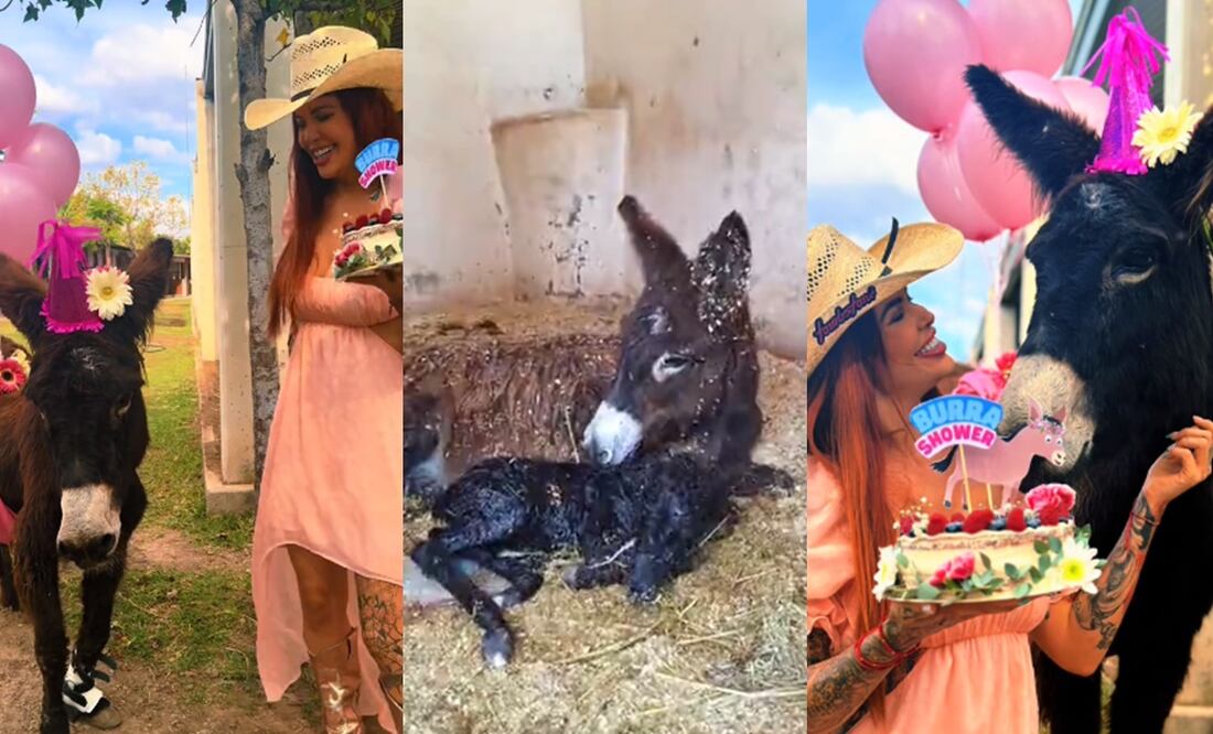 Nace burrito en Cuacolandia. Foto: Instagram y captura de video