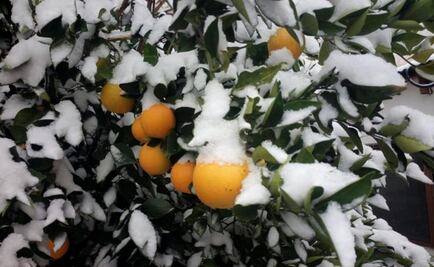 Sagarpa activa protocolo para productos por heladas