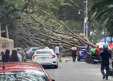 Cae enorme árbol en Polanco, daña cableado de telefonía y luz: VIDEO