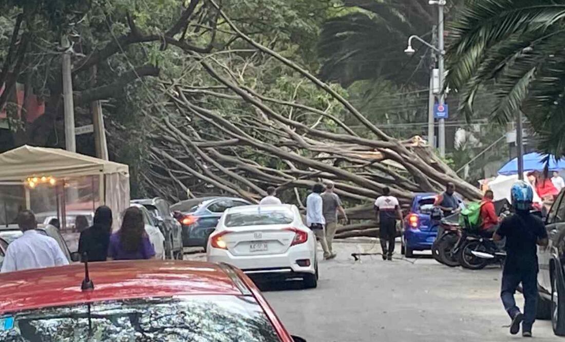 La caída del árbol no dejó heridos Foto: Tomada de Twitter