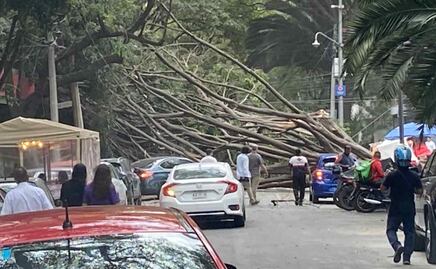 Cae enorme árbol en Polanco, daña cableado de telefonía y luz: VIDEO
