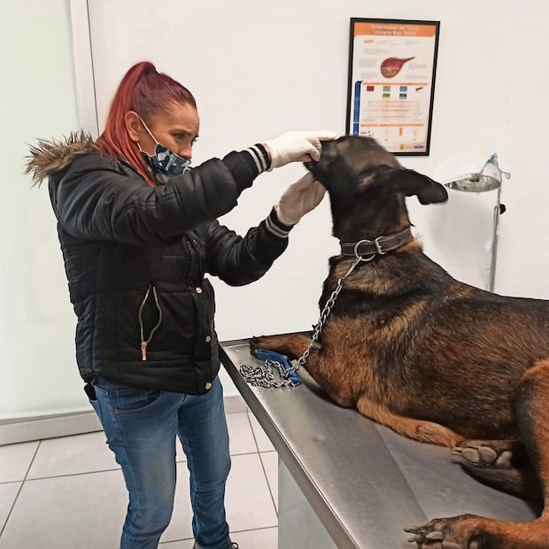 Cuando la asociación civil Conciencia Provida Animal y Medio Ambiente Durango rescató a Laika, la perrita se encontraba en extrema delgadez y estaba maltratada de la piel. Foto Especial