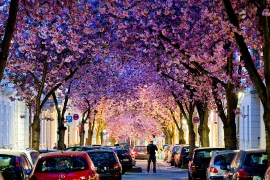 Hace 100 años se plantaron árboles en honor de periodistas