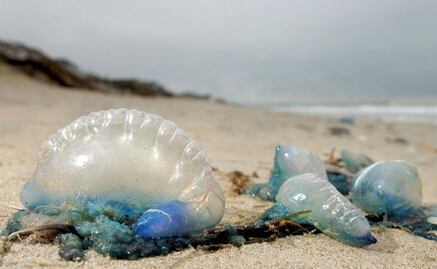 Warning issued after jellyfish wash up in Yucatán, Mexico