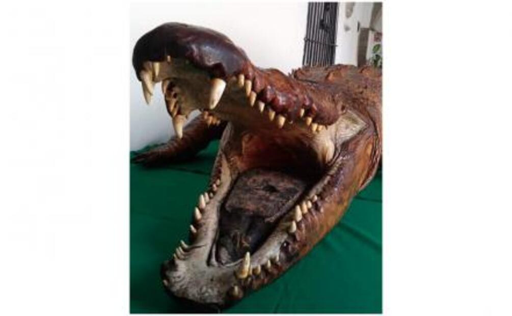 El cocodrilo disecado de Nayarit será restaurado 