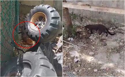 ¿Cómo es un jaguarundi, especie que fue captada comiendo una gallina en Cholul, Mérida?