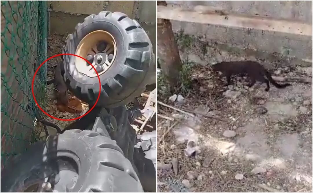 En la grabación se aprecia cómo el animal se está comiendo una gallina, ante la sorpresa de los locatarios. Foto: Plataforma X