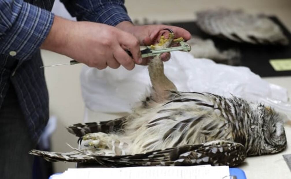 Matanza de una especie animal para salvar otra, dilema moral