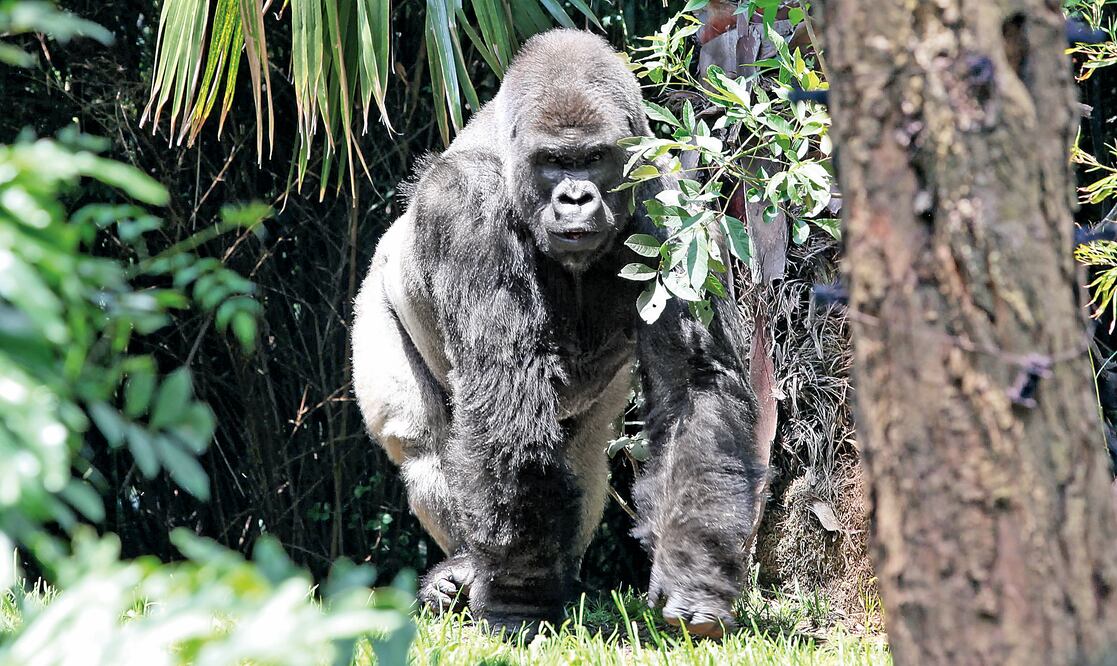 Foto: ARCHIVO. EL UNIVERSAL