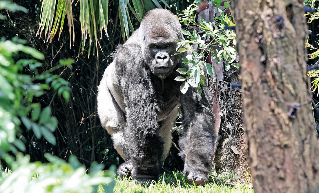 Foto: ARCHIVO. EL UNIVERSAL