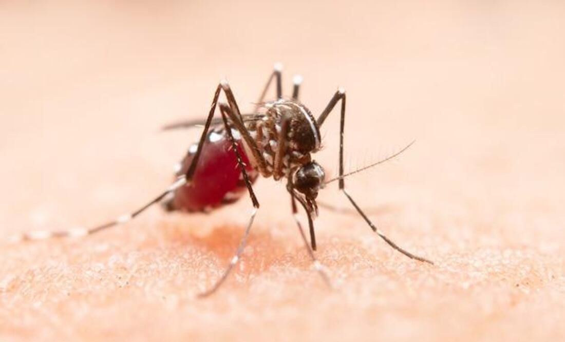 El aumento de casos y los mitos que complican la prevención del dengue. Fuente: Freepik.