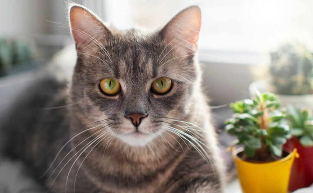 La clave de porque los gatos caen de pie. Fuente: Freepik.