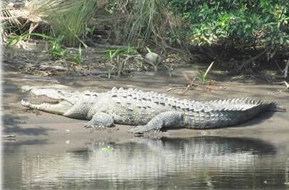 Buscan a cocodrilo que atacó a jóvenes en Chiapas