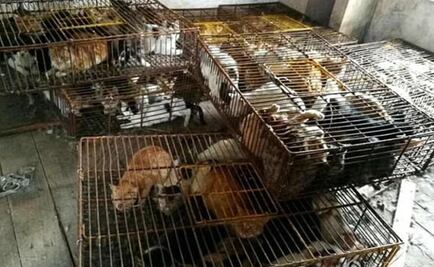 Arrestan a hombre que robaba gatos para venderlos a restaurantes en China