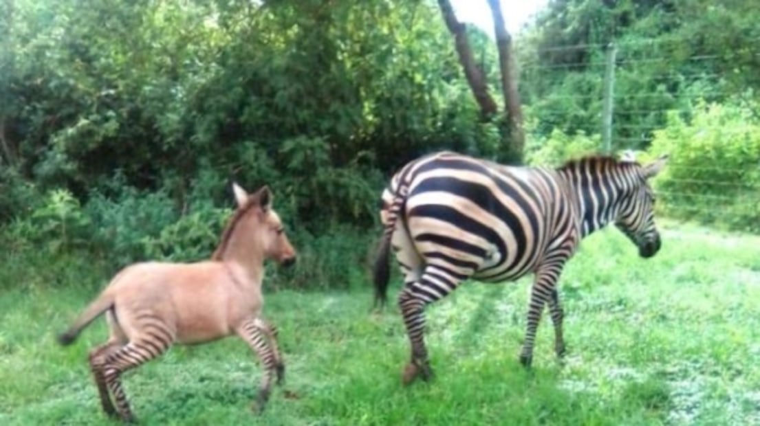 Asombrosos animales híbridos que tal vez no conocías