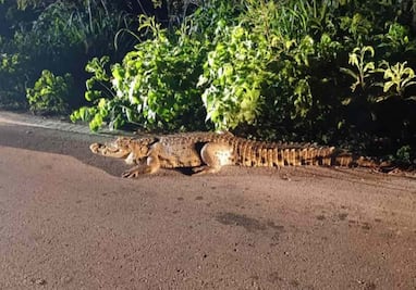 Capturan a dos cocodrilos en carretera de Yucatán; reporte ciudadano evitó que fueran atropellados