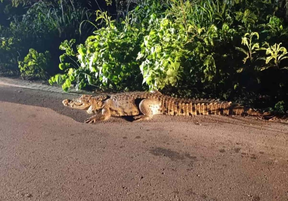 Dos reptiles sobre tramo carretero en Yucatán. Foto: Especial