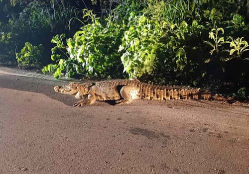 Two Crocodiles Rescued from Yucatán Highway After Citizen Alert