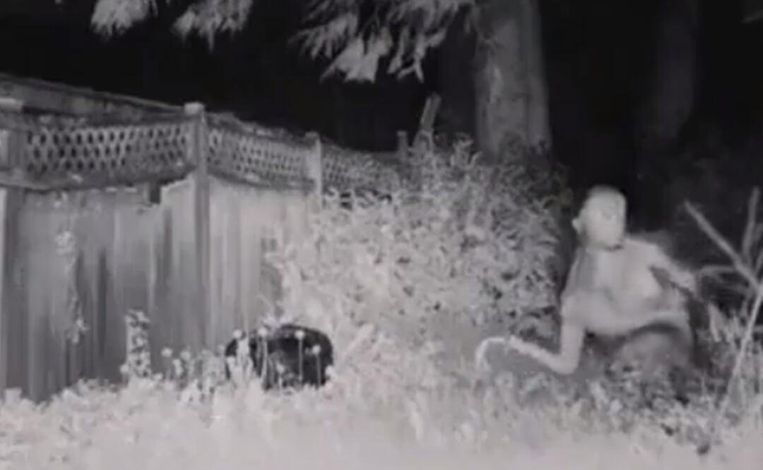 El video que muestra una criatura gigante en un jardín fue creado por una cuenta de tiktok. Foto: Tomada del video