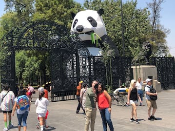 100 años del Zoológico de Chapultepec: ¿Quién fue Tohuí el panda?