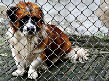 Eutanasia, captura y corridas de toros, de esto y más se trataba la Ley de Bienestar Animal de la CDMX