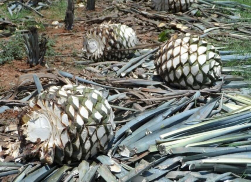 Google lanza Sabores de México, una plataforma para acercarse a las cocinas mexicanas