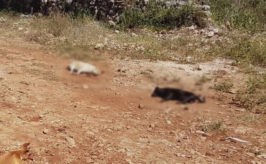 En la comunidad de Ticimul, se reportó el hallazgo de cuatro perritos y un gato sin vida.| Foto: Especial.
