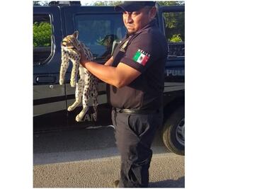 Rescatan a tigrillo atropellado en Yucatán; sufrió diversas lesiones