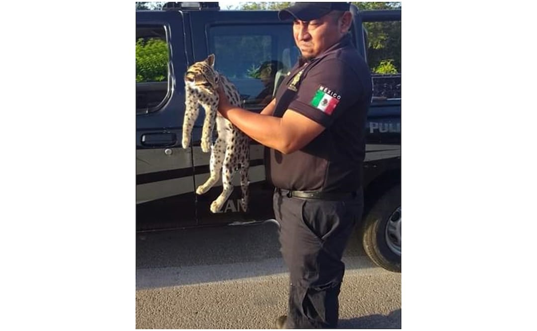 El tigrillo fue atropellado en la carretera Cansahcab-Tizimín a la altura del kilómetro 46. Foto: Especial