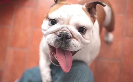 “No compres un bulldog hasta que la raza haya cambiado de forma”