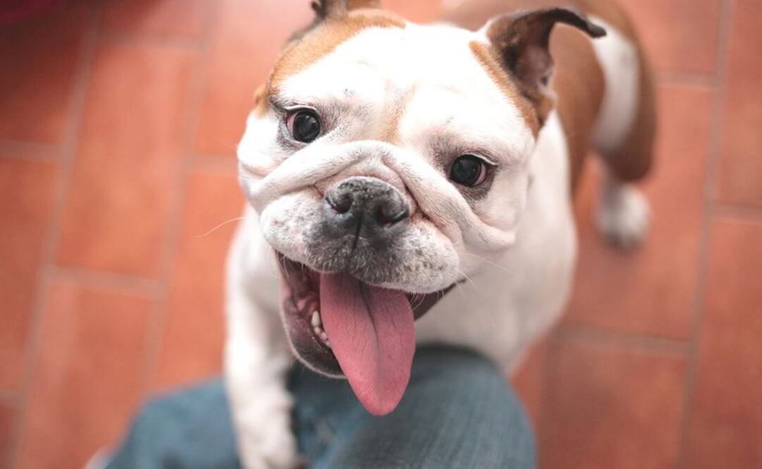 “No compres un bulldog hasta que la raza haya cambiado de forma”