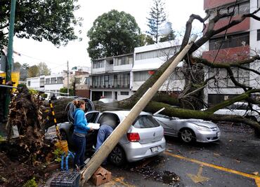 Retiran 260 árboles caídos por vientos en la capital