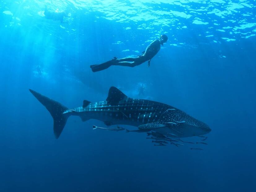 Foto: México Whale Shark