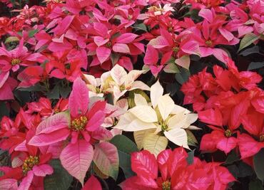 Morelos lidera producción nacional de esquejes y nochebuenas; impulsan la economía local