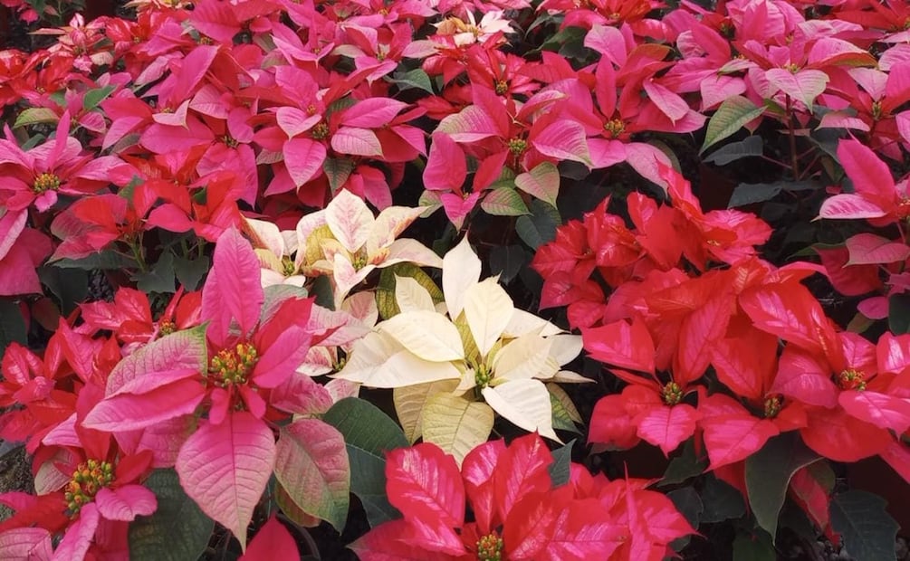 Flor de nochebuena. Foto: Especial