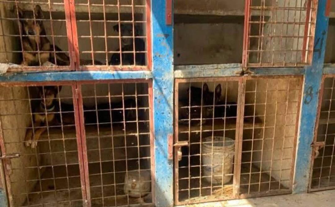 Localizan presunta perrera clandestina en Mixquiahuala, Hidalgo (19/06/2025). Foto: Especial