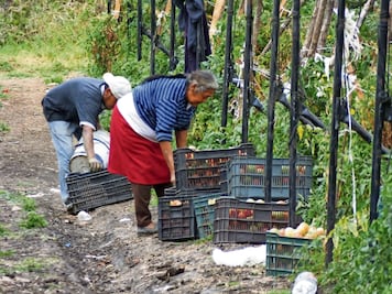 Aranceles tiran las exportaciones agropecuarias