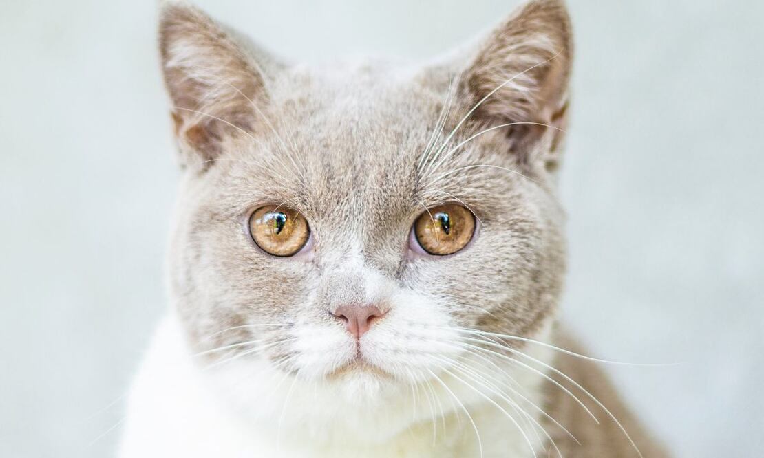 Gato. Fuente: Pexels