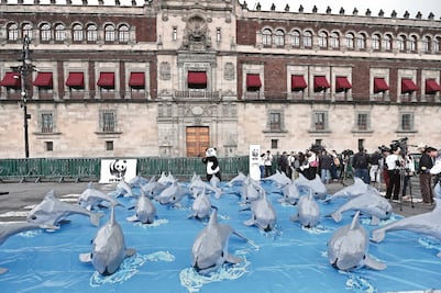 Recaban 200 mil firmas para exigir protección de vaquita marina