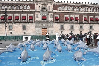 Recaban 200 mil firmas para exigir protección de vaquita marina