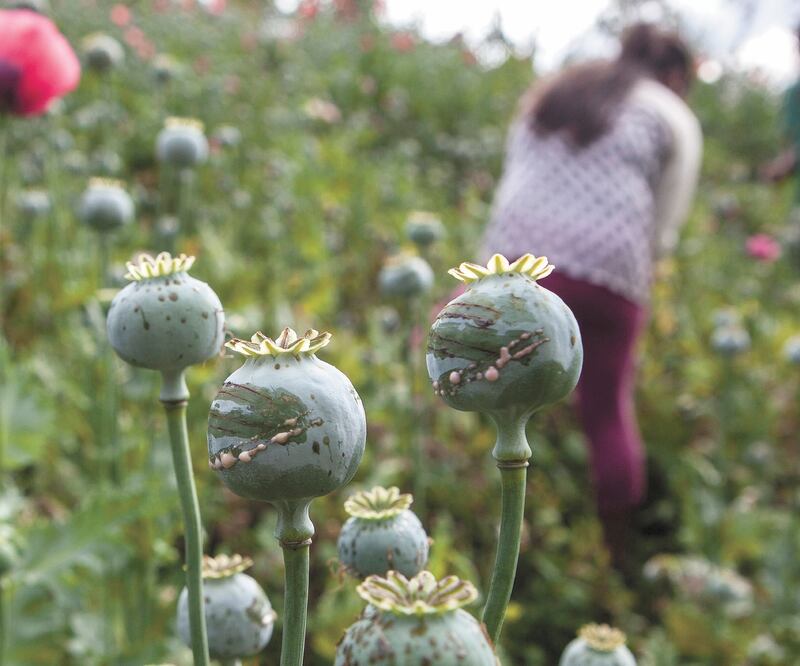 Las zonas más rezagadas de Sinaloa, Nayarit y Guerrero padecen por cambio en el consumo de drogas en Estados Unidos, señala informe. Foto: ARCHIVO EL UNIVERSAL