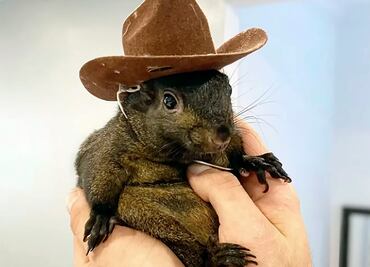 Hombre acogió a ardilla huérfana Peanut; es “surrealista” que autoridades hayan sacrificado a su mascota, dice