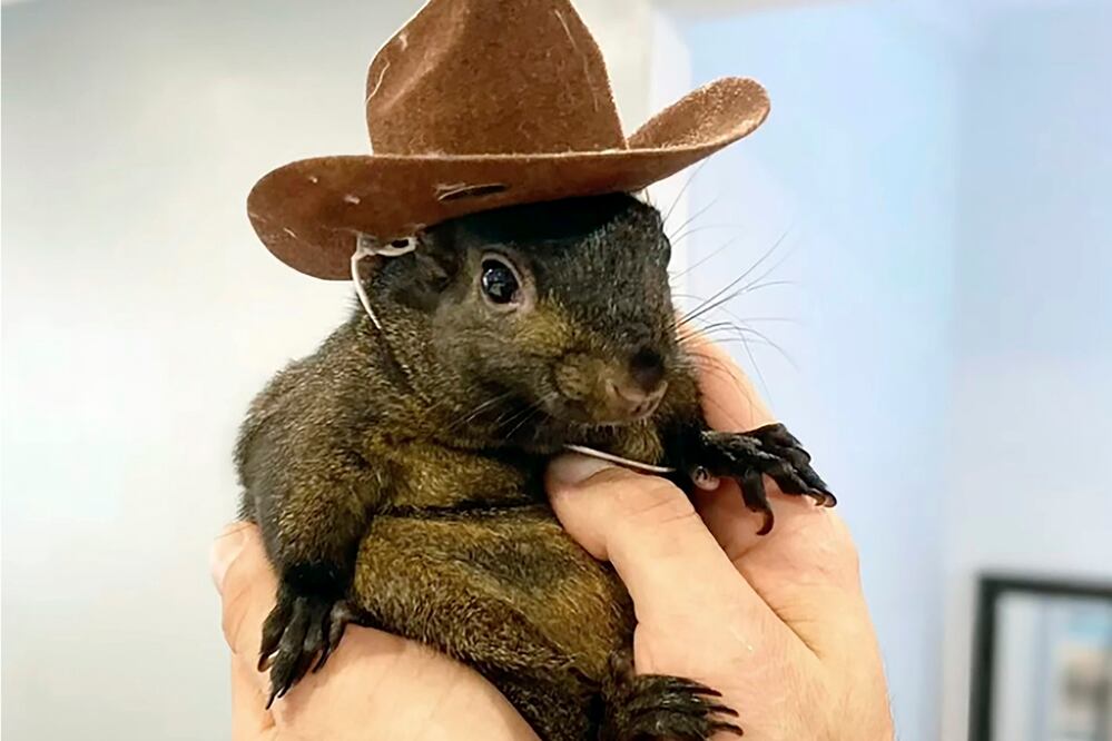 Esta imagen sin fecha proporcionada por Mark Longo muestra a su mascota, la ardilla Peanut, que fue incautada por agentes del Departamento de Conservación Ambiental del estado, en la casa de Longo en la zona rural de Pine City, Nueva York, el 30 de octubre de 2024. Foto: AP
