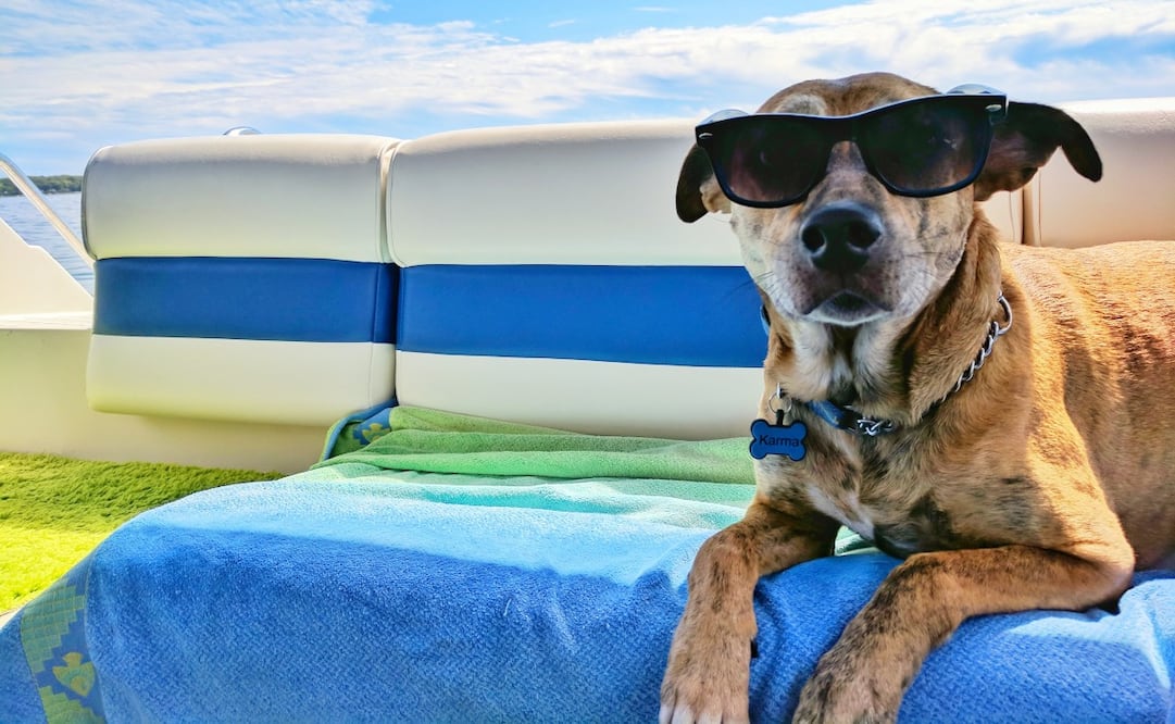 Tu mascota puede viajar contigo, si sigues algunas recomendaciones. Imagen: Unsplash